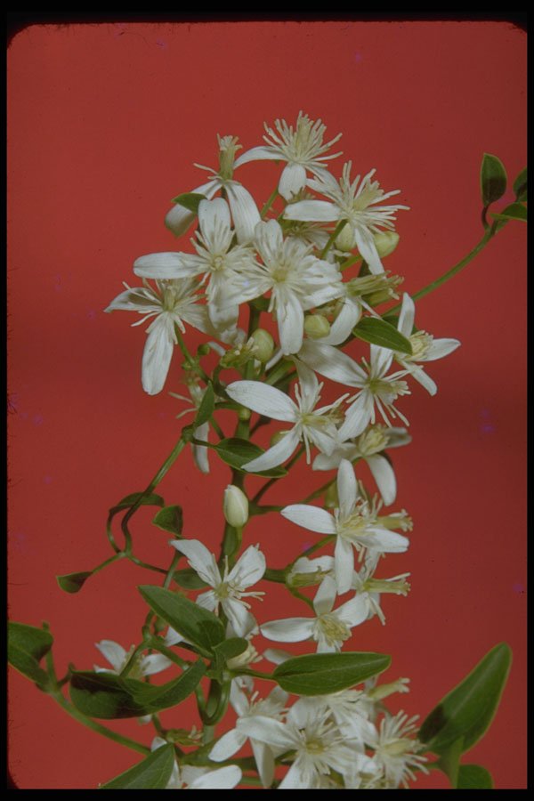 410083 Star Jasmine (Jasminum Pubescens) A4 Photo Print