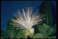 410084 Bombax (Pachira Aquatica) A4 Photo Print