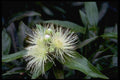 410085 Rose Apple (Eugenia Jambosa) A4 Photo Print