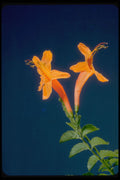 410086 Huapala (Pyrostegia Ignea) A4 Photo Print