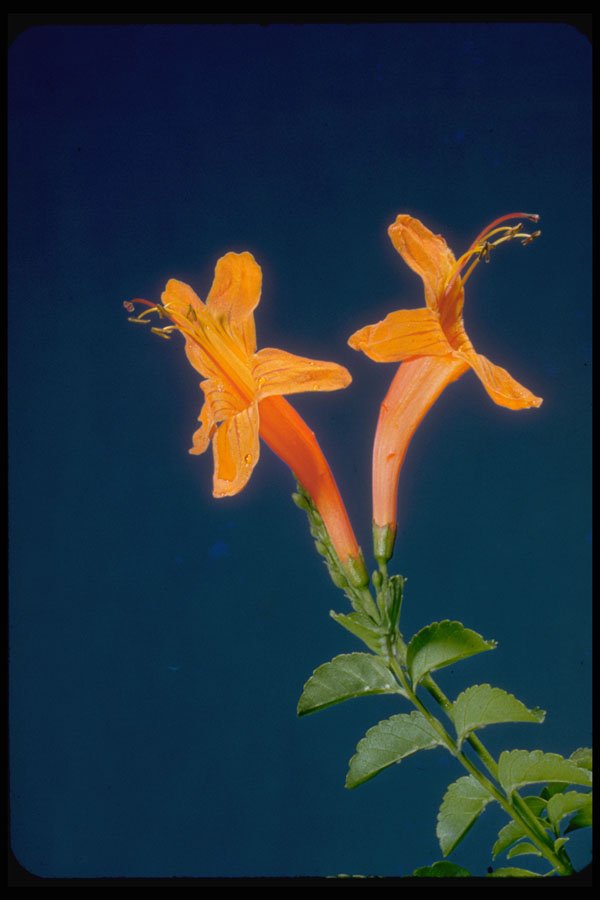 410086 Huapala (Pyrostegia Ignea) A4 Photo Print