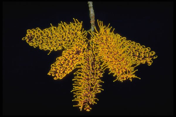 410088 Silky Oak (Grevillea Robusta) A4 Photo Print