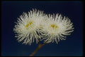 410089 Swamp Mahogany (Eucalyptus Robusta) A4 Photo Print