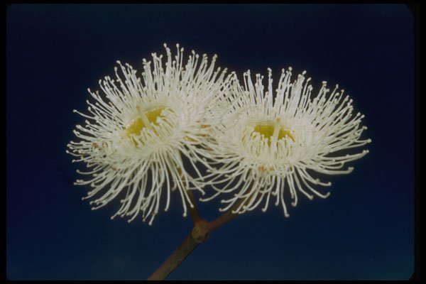 410089 Swamp Mahogany (Eucalyptus Robusta) A4 Photo Print