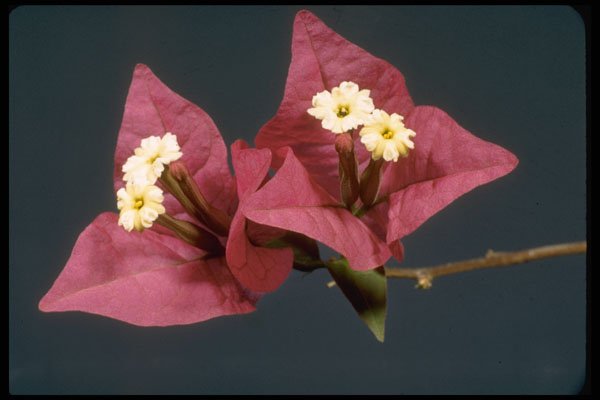 410090 Bouganvillea Spectabilis A4 Photo Print
