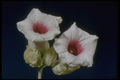 410091 Thunbergia Fragens A4 Photo Print