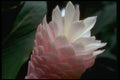 410092 Costus Spp. A4 Photo Print
