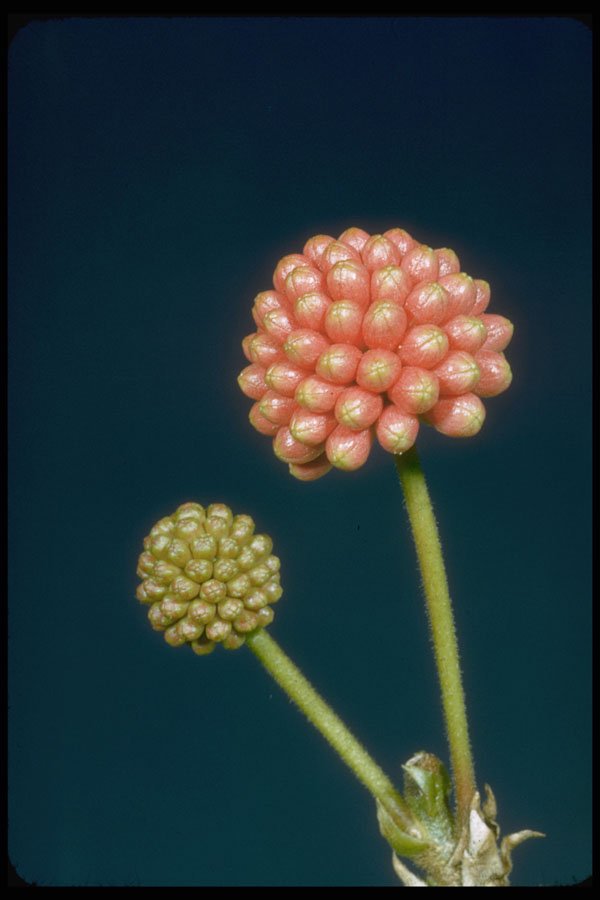 410093 Red Haole Lehua (Calliandra Grandiflora) A4 Photo Print