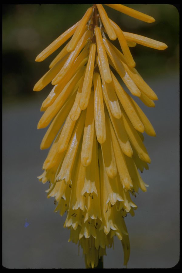 410094 Kniphofia Uvaria A4 Photo Print