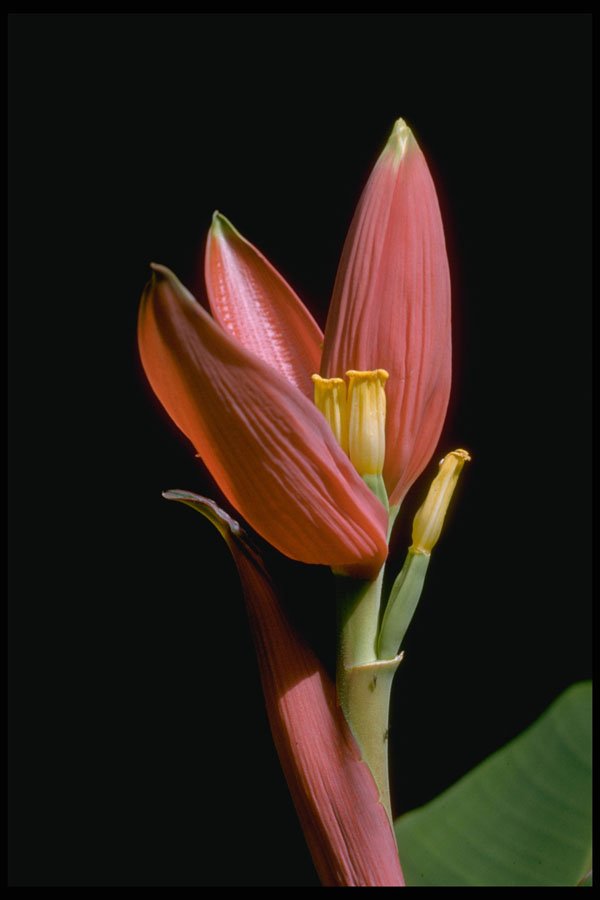 410095 Flowering Banana (Musa Spp.) A4 Photo Print