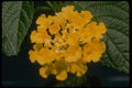 410096 Lantana Camara A4 Photo Print
