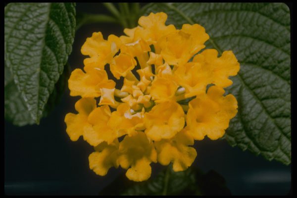 410096 Lantana Camara A4 Photo Print