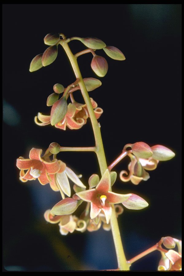 410097 Vitex Spp. A4 Photo Print
