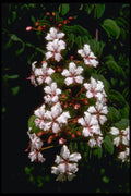 410099 Ranida Formosa A4 Photo Print