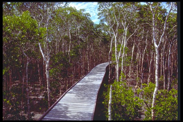 411001 Mangrove Boardwalk, Cairns, Queensland A4 Photo Print