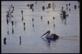 411007 Pelican Before Sunrise, Cairns, Queensland A4 Photo Print