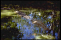 411009 Saltwater Crocodile, Queensland A4 Photo Print