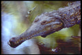 411010 Freshwater Crocodile, Queensland A4 Photo Print