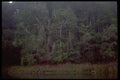 411019 Rain Forest, Lake Eacham, Queensland A4 Photo Print