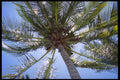 411025 Coconuts, Whitsunday Islands, Queensland A4 Photo Print