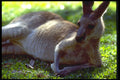 411030 Resting Kangaroo, Queensland A4 Photo Print