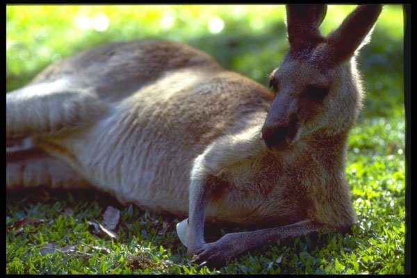 411030 Resting Kangaroo, Queensland A4 Photo Print
