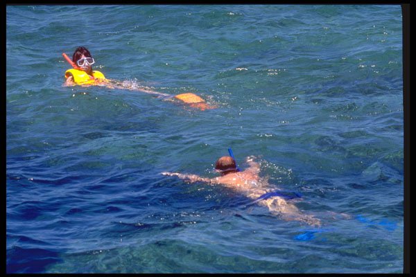411031 Snorkeling, Great Barrier Reef, Queensland A4 Photo Print