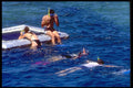 411032 Snorkeling, Great Barrier Reef, Queensland A4 Photo Print