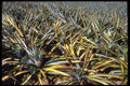 411044 Pineapples, Nambour, Queensland A4 Photo Print
