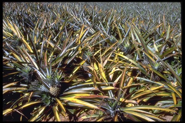 411044 Pineapples, Nambour, Queensland A4 Photo Print