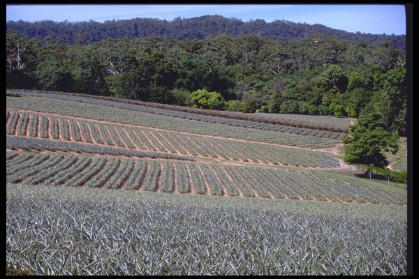 411045 Pineapple Field, Nambour, Queensland A4 Photo Print
