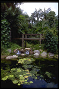 411052 Rain Forest Walk, South Bank, Brisbane, Queensland A4 Photo Print