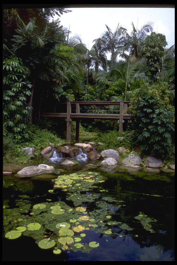 411052 Rain Forest Walk, South Bank, Brisbane, Queensland A4 Photo Print