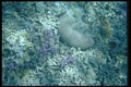 411053 Coral, Great Barrier Reef, Queensland A4 Photo Print