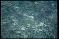 411054 Great Barrier Reef, Queensland A4 Photo Print