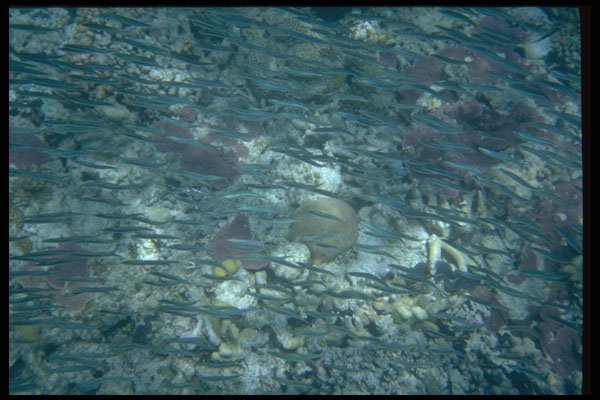 411054 Great Barrier Reef, Queensland A4 Photo Print
