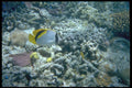 411055 Great Barrier Reef, Queensland A4 Photo Print
