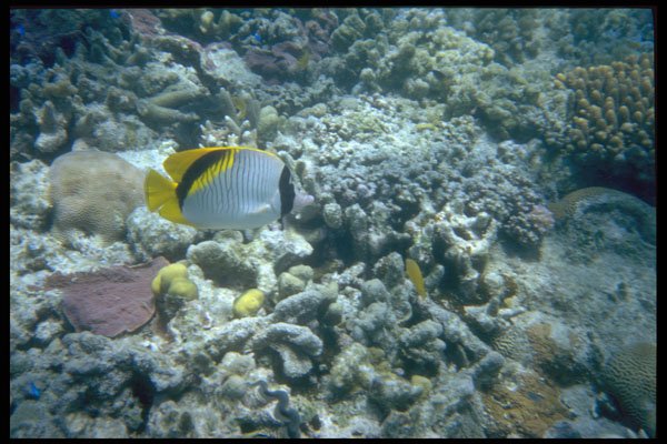 411055 Great Barrier Reef, Queensland A4 Photo Print