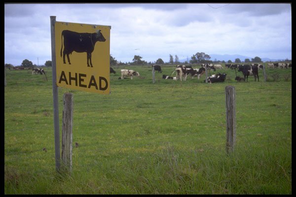 411058 Cows Ahead, Kempsey, New South Wales A4 Photo Print