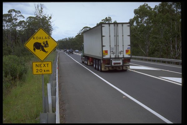 411063 Koalas Next 20 Km, New South Wales A4 Photo Print