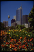 411072 Royal Botanical Gardens, Sydney, New South Wales A4 Photo Print