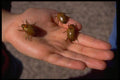 411087 Christmas Beetles, Canberra, Australian Capital Territory A4 Photo Print