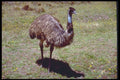 411091 Emu, Australian Capital Territory A4 Photo Print