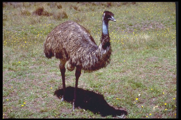 411091 Emu, Australian Capital Territory A4 Photo Print