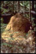 411096 Termite Hill, Australian Capital Territory A4 Photo Print