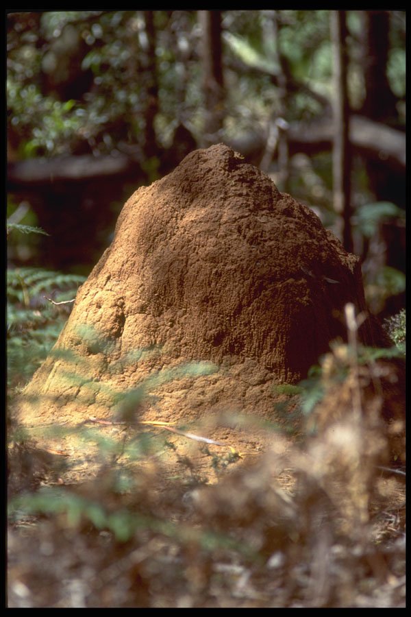 411096 Termite Hill, Australian Capital Territory A4 Photo Print