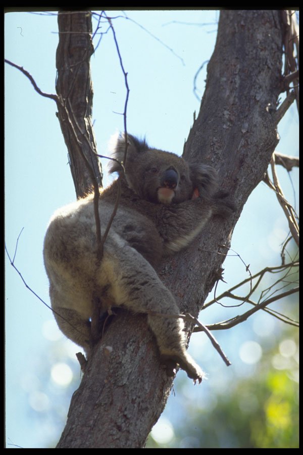 411097 Koala, Australian Capital Territory A4 Photo Print