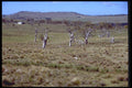 411098 Homestead, Nimmitabel, New South Wales A4 Photo Print