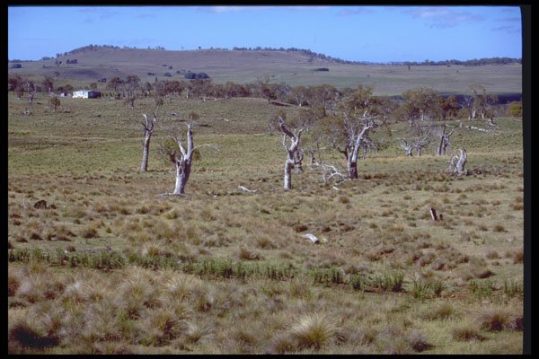 411098 Homestead, Nimmitabel, New South Wales A4 Photo Print