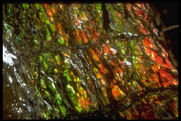 413009 Ammolite, Canada A4 Photo Print